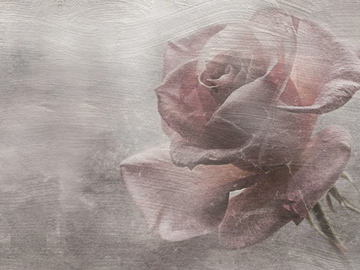 ROSA-Carta-da-Parati-Artistica-430524-rel414bcd3f.jpg